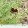 kretania zephyrinus vashlovani female 2